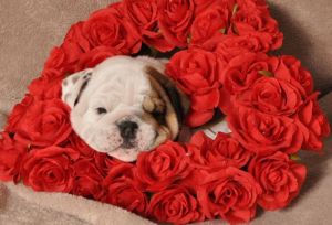 English Bulldog Puppy for Sale - Lacey
